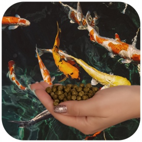 Glopex Premium Algen Feed - Alimento para Peixes