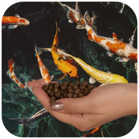 Glopex Alimentación Roja Premium - Alimento para Peces