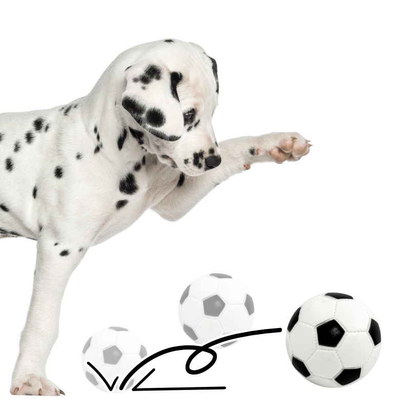 Bola de Futebol Pet Nova para Cães