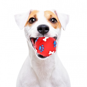 Pet Nova rubber ball for dogs