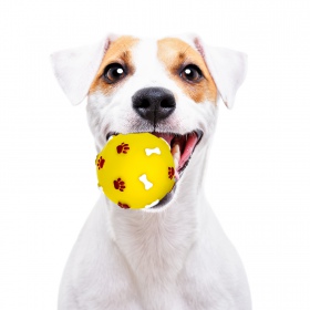 Pet Nova rubber ball toy for dogs