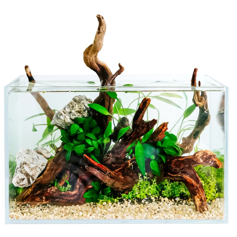 Eco Plant - Anubias Nana Bonsai - Invitro