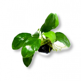 Eco Plant - Anubias Nana Bonsai - Invitro