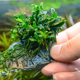 Anubias Micro Pangolino - Invitro növény