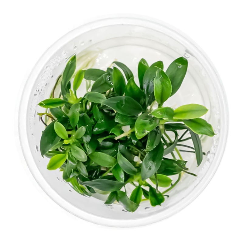 Anubias Micro Pangolino - Invitro small cup