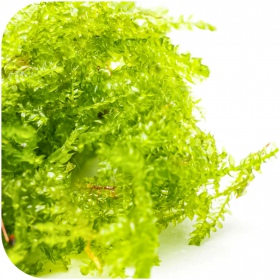 Eco Plant - China Moss - InVitro mały kubek