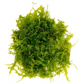 Eco Plant - China Moss - InVitro mały kubek