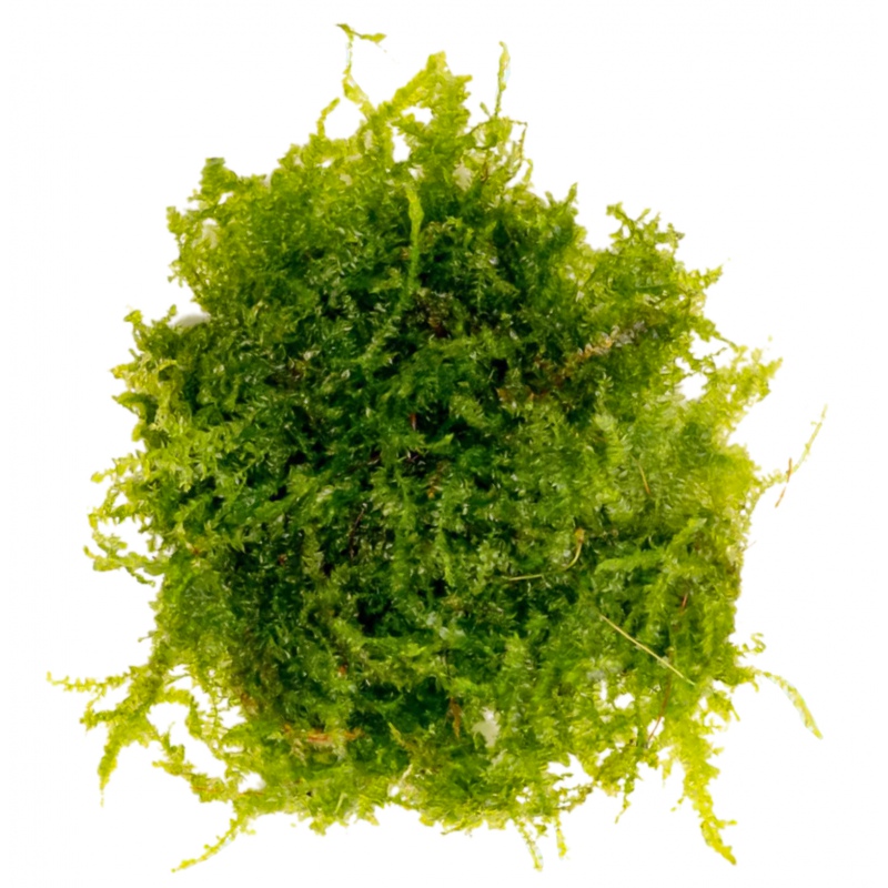 Eco Plant China Moss - InVitro small cup