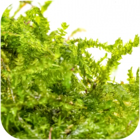 Eco Plant China Moss - InVitro small cup