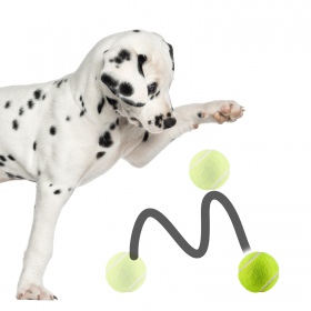 Pet Nova toy - floating tennis balls