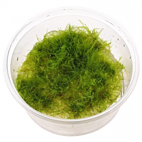 Amblystegium serpens tropical moss