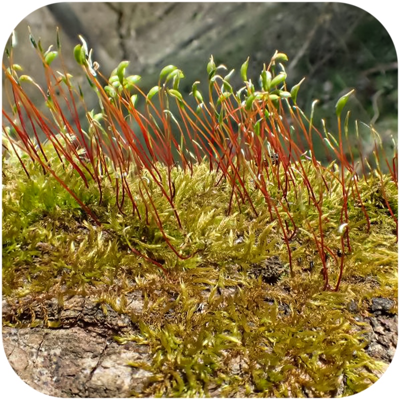 Amblystegium serpens - tropisk mossa