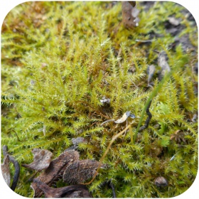 Amblystegium serpens tropical moss