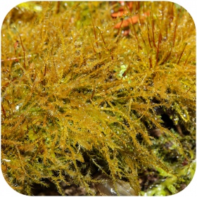 Amblystegium serpens tropical moss