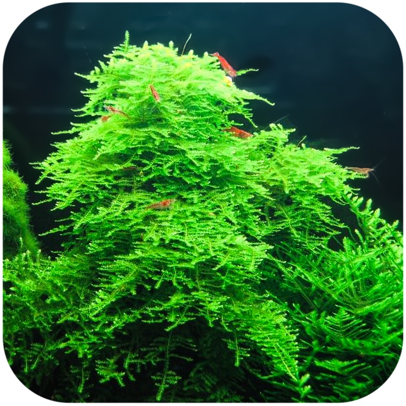 Eco Plant - Weihnachtsmoos - Ideal für Aquarien