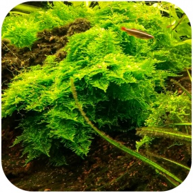 Eco Plant Christmas Moss in small cup