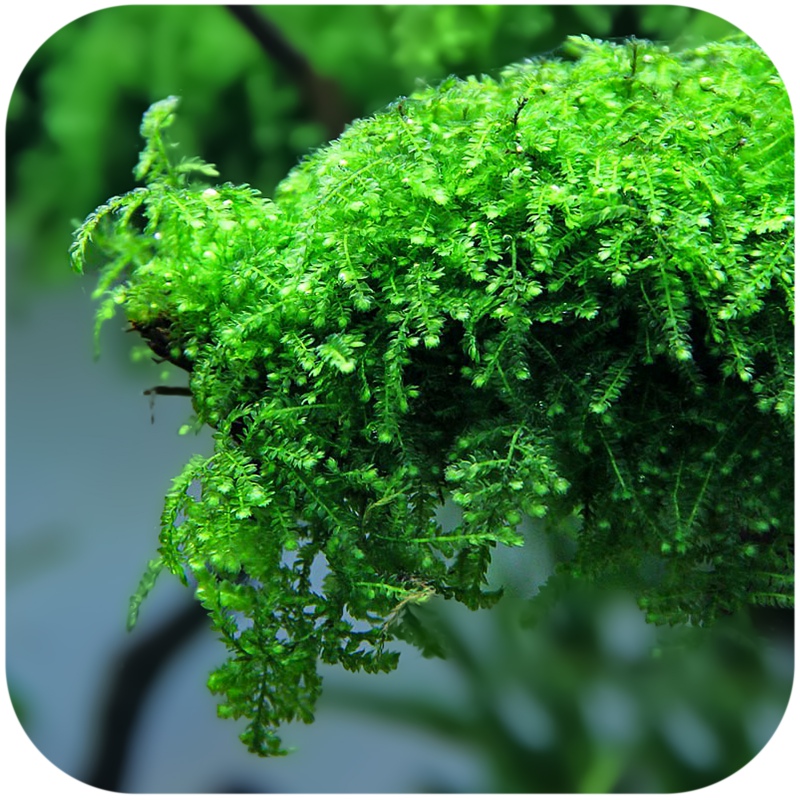 Eco Plant - Creeping Moss - InVitro mały kubek