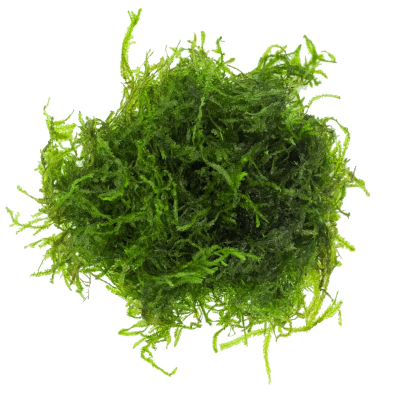 Creeping Moss - Eco Plant