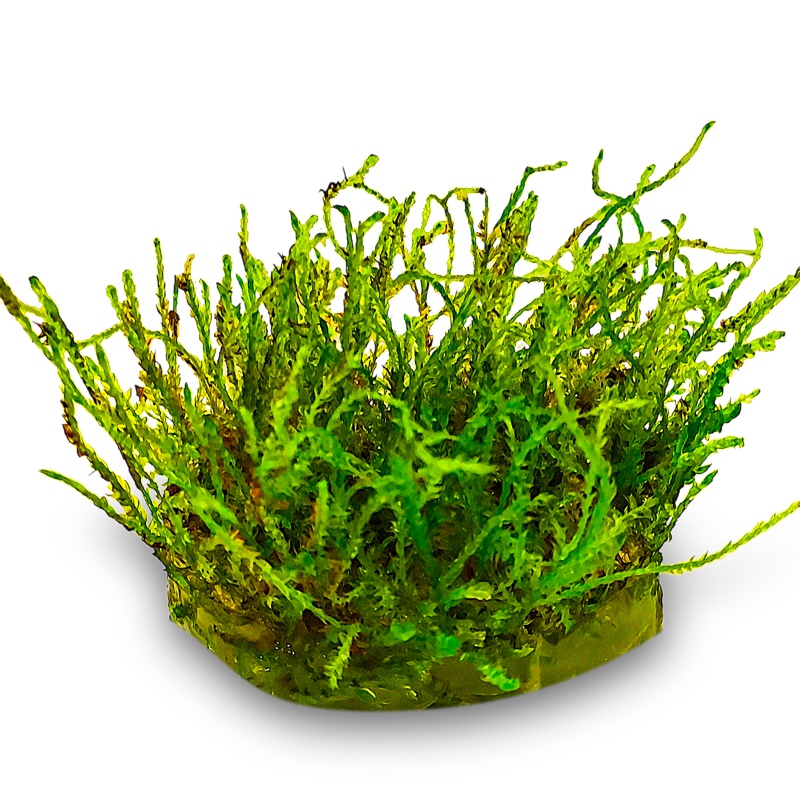 Creeping Moss in small cup