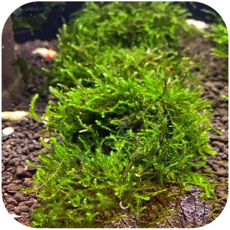 Creeping Moss in small cup