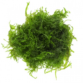 Eco Plant - Flame Moss - InVitro mały kubek