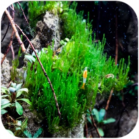 Flame Moss in piccolo vaso Eco Plant