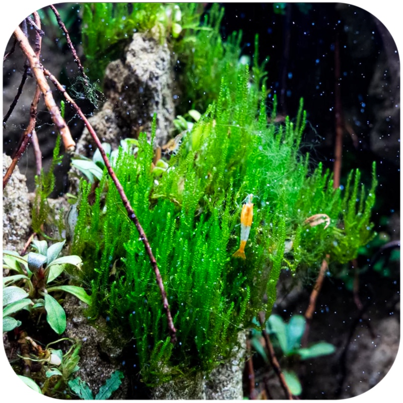 Eco Plant - Flame Moss - InVitro pieni kuppi