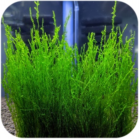 Eco Plant - Flame Moss - InVitro pieni kuppi