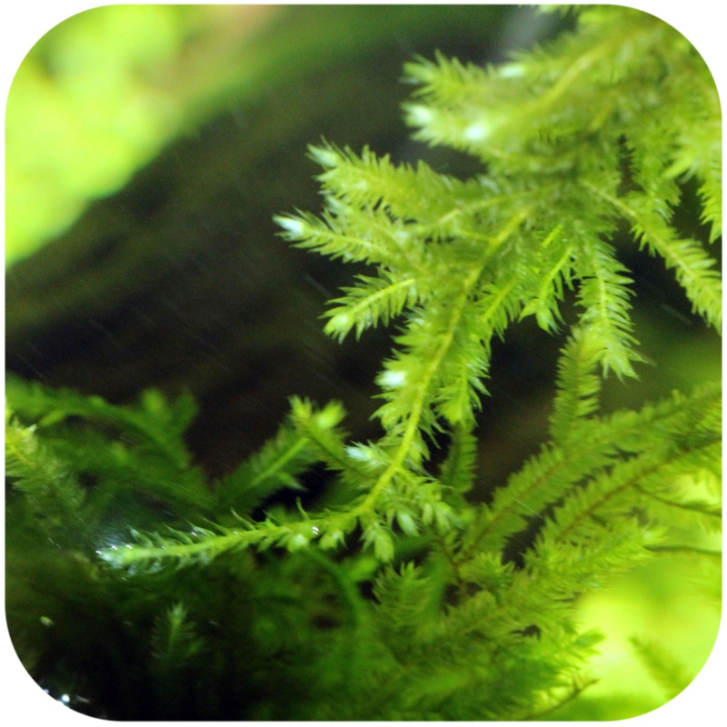 Eco Plant - Peacock Moss in small cup