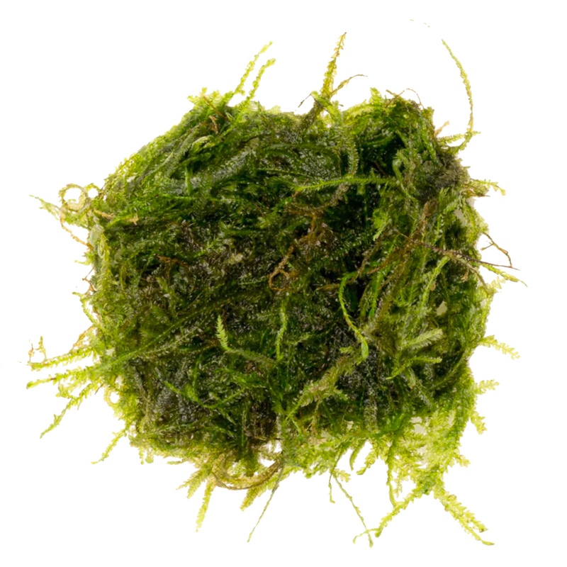 Eco Plant - Peacock Moss in small cup