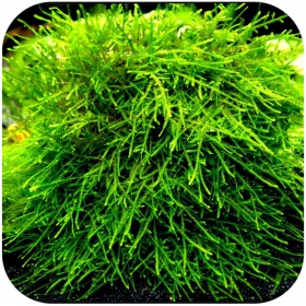 Eco Plant Spiky Moss in vitro small cup