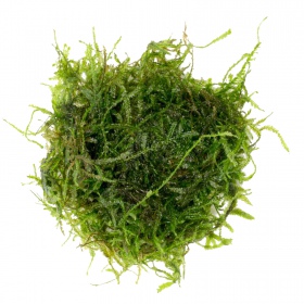 Eco Plant - Spiky Moss i liten kopp