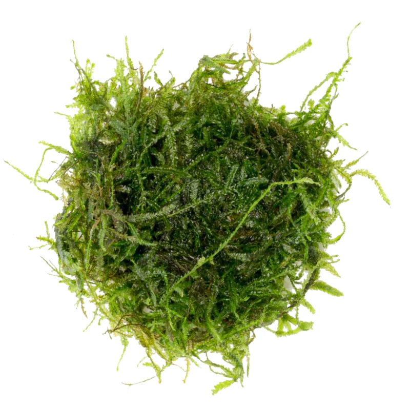 Eco Plant Spiky Moss in vitro small cup