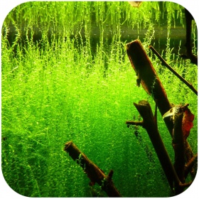 Eco Plant Stringy Moss in kleine beker