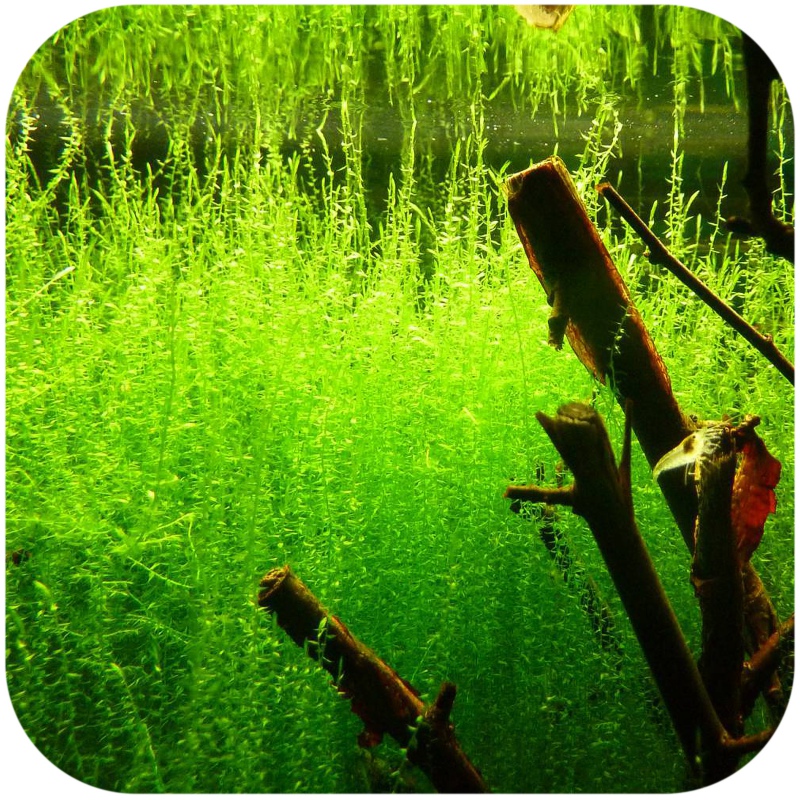 Eco Plant - Stringy Moss - InVitro pieni kuppi