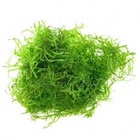 Kihiline sammal - Stringy Moss