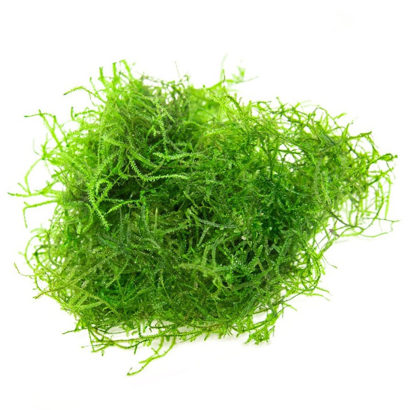 Eco Plant Stringy Moss in kleine beker