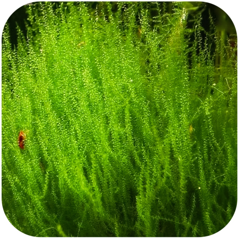 Eco Plant - Stringy Moss in small cup