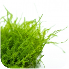 Eco Plant - Stringy Moss InVitro mały kubek