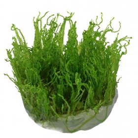 Eco Plant - Taiwan Moss i liten kopp