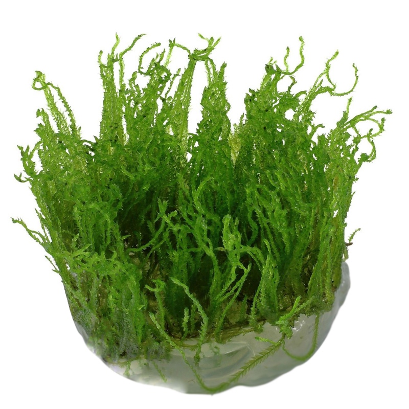 Eco Plant - Taiwan Moss InVitro mały kubek