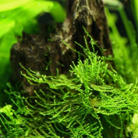 Eco Plant - Taiwan Moss - InVitro mały kubek