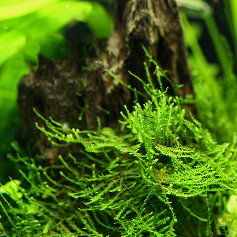 Eco Plant - Taiwan Moss - InVitro mały kubek