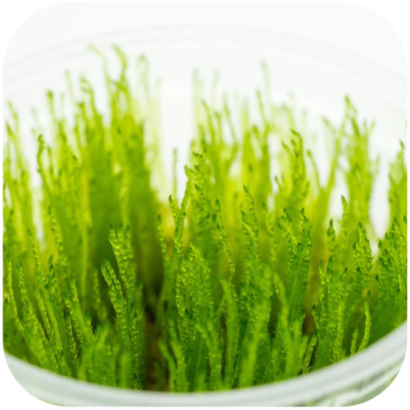 Eco Plant - Taiwan Moss InVitro mały kubek