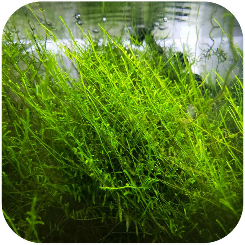 Eco Plant - Taiwan Moss - InVitro mały kubek