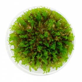 Eco Plant - Taiwan Moss InVitro mały kubek