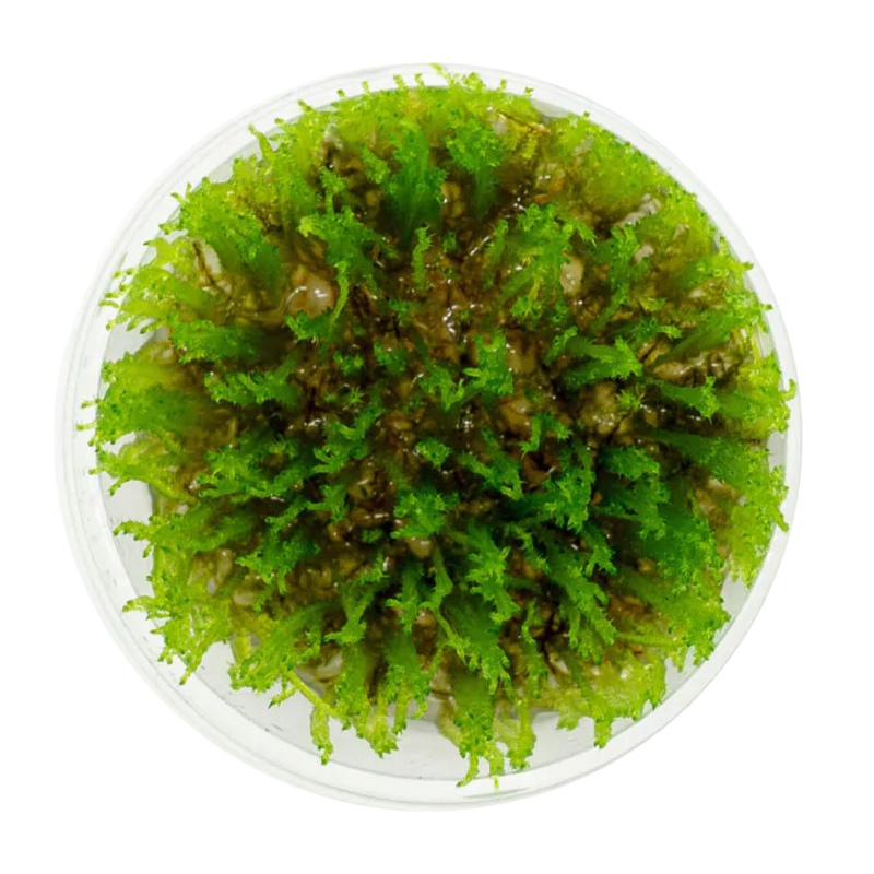 Eco Plant - Taiwan Moss v InVitro kelímku