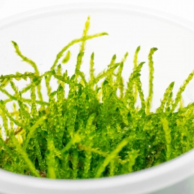 Eco Plant - Weeping Moss - InVitro mały kubek