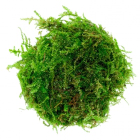 Ecological Weeping Moss in small cup