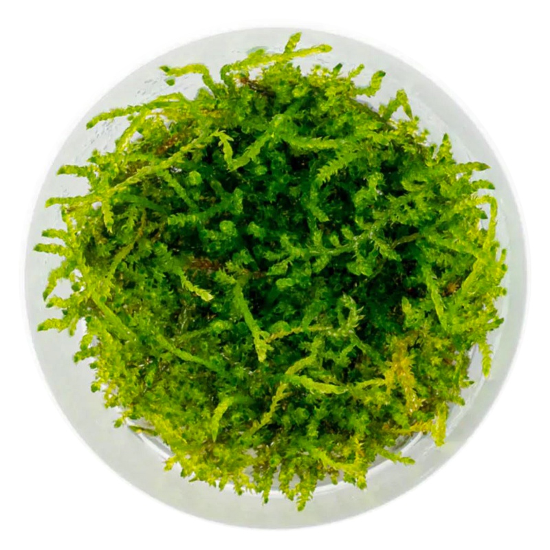 Eco Plant Java Moss in invitro